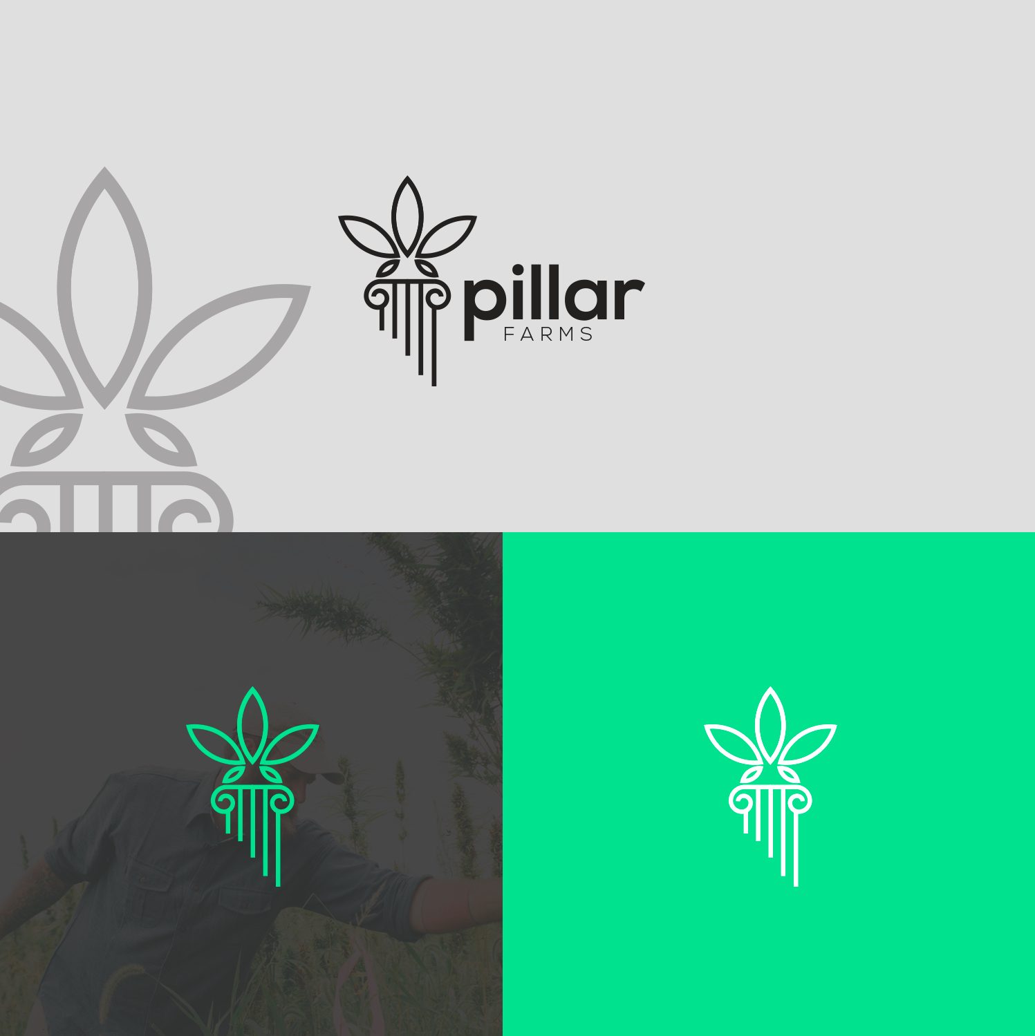 Pillar Farms logotips trīs krāsu variantos ar auga zīmi